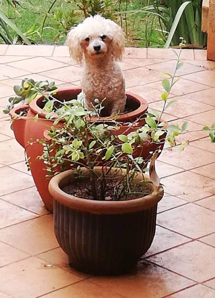 A small white curly-haired dog sits inside a large terracotta plant pot on a tiled patio next to another potted plant.