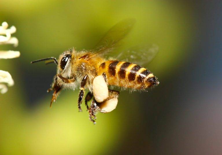 Close-up of a honeybee in flight, representing Animal Enneagram type 1, against a blurred green background.