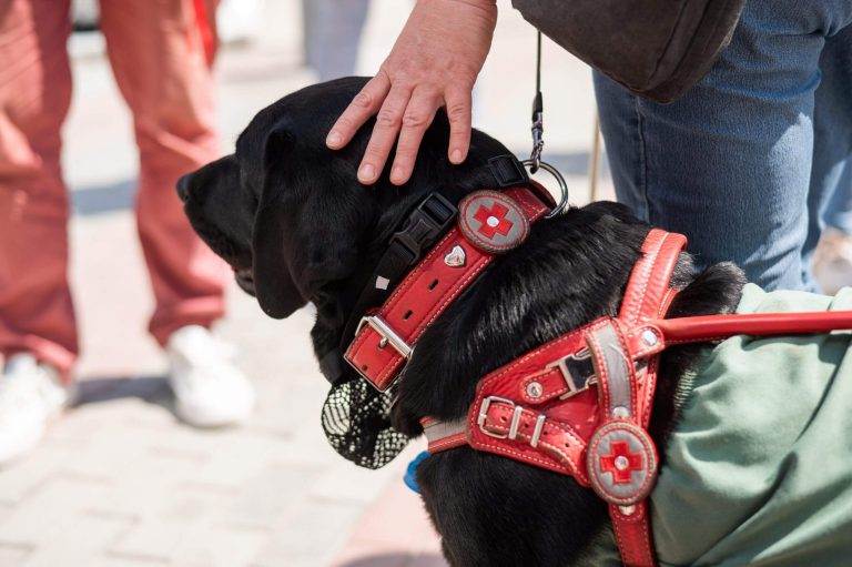A black dog in a red service harness being gently touched, symbolizing Animal Enneagram type 2 qualities.