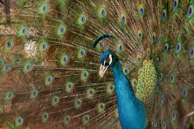 A peacock, symbolizing Animal Enneagram type 3, displays its vibrant, colorful feathers in full spread.