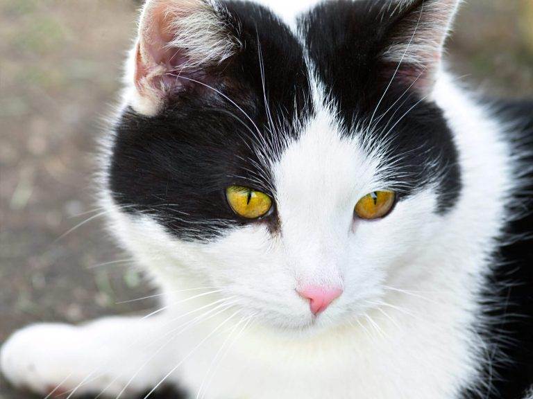 Close-up of a black and white cat with yellow eyes, representing the Animal Enneagram type 4, showing a contemplative expression.