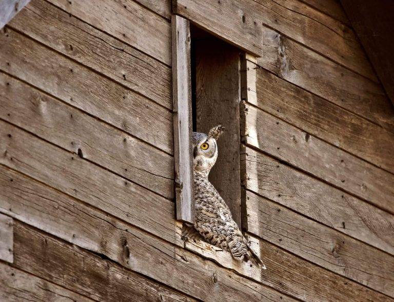Owl peering from a wooden barn window, representing the observant and introspective Animal Enneagram type 5.