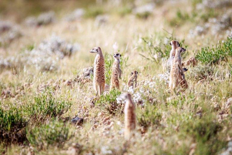Meerkats standing alert in a grassy field, embodying Enneagram type 6 traits of vigilance and loyalty.