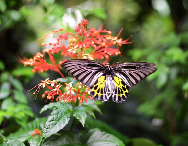 A vibrant butterfly, symbolizing Animal Enneagram type 7, rests on bright red flowers amidst lush green foliage.