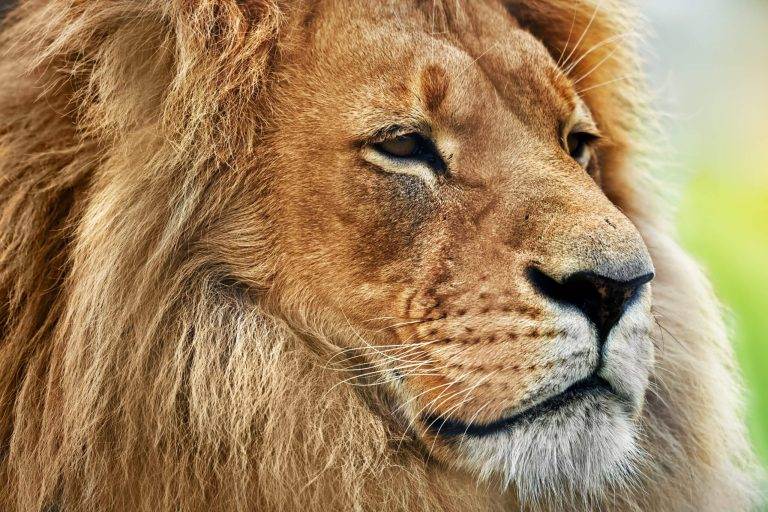 Close-up of a lion's face, symbolizing the assertive and powerful traits of an Enneagram type 8 animal.
