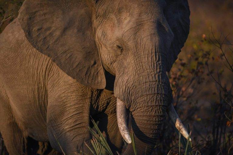 Elephant representing Animal Enneagram type 9, symbolizing peace, seen in a natural habitat with surrounding vegetation.