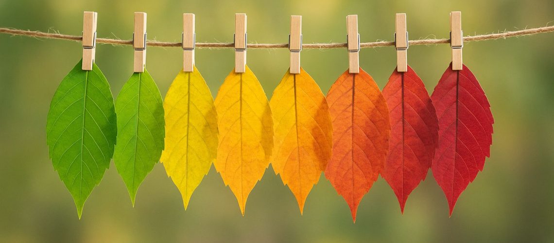 Colorful leaves in various stages of change, symbolizing the process of managing change in nature.