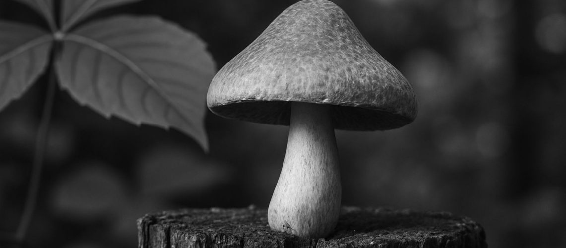 A resilient mushroom grows on a weathered stump, surrounded by lush greenery in a black and white forest setting.