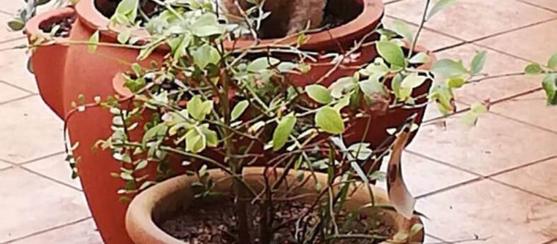 A small white curly-haired dog sits inside a large terracotta plant pot on a tiled patio next to another potted plant.